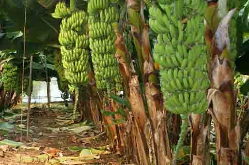 Plantation De Bananes Visit Agadir Visit Agadir