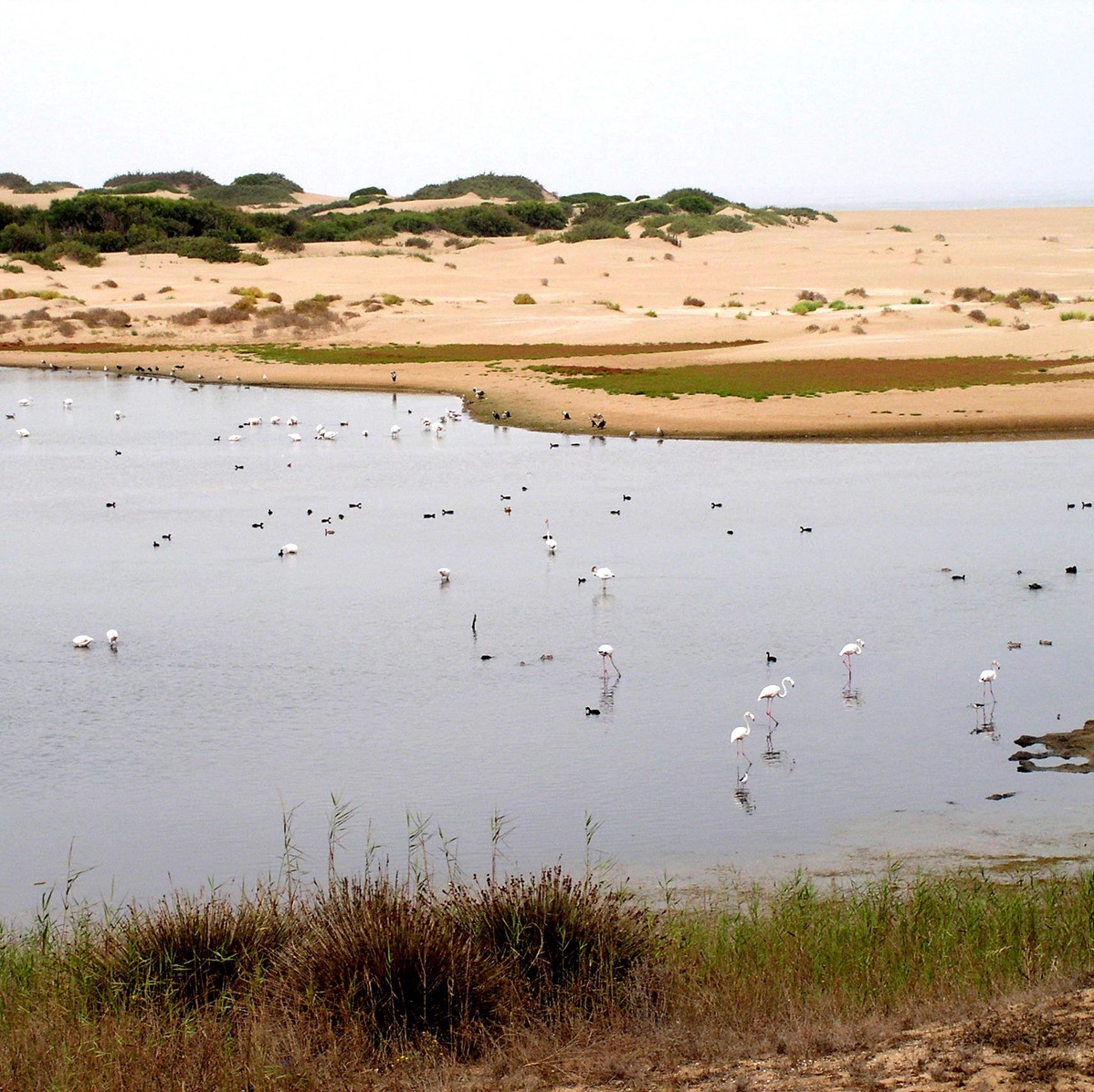 Parc National De Souss Massa Visit Agadir Visit Agadir 8133